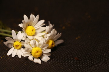 Fototapeta na wymiar daisies on a black background