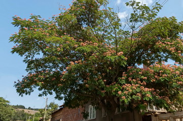 Albizia julibrissin Durazz  or Persian, mimosa tree with beautiful flowers in Sredna gora mountain,...