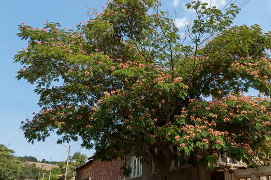 Albizia julibrissin Durazz  or Persian, mimosa tree with beautiful flowers in Sredna gora mountain, Bulgaria  