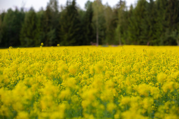 Rapeseed field on a summer evening in Finland. Beautiful yellow background.