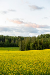 Rapeseed field on a summer evening in Finland. Beautiful yellow background.