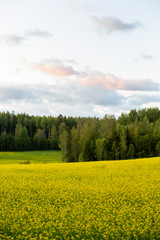 Rapeseed field on a summer evening in Finland. Beautiful yellow background.