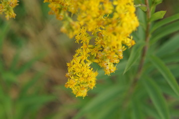yellow flower outside