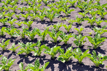 On the farm field grow sugar beets
