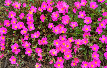 Fototapeta premium Portulaca grandiflora flowers growing in garden in Virginia. Species is native to South America but is commonly grown as an annual elsewhere in the world.