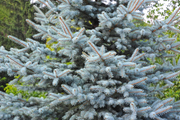 Blue fir tree, close up