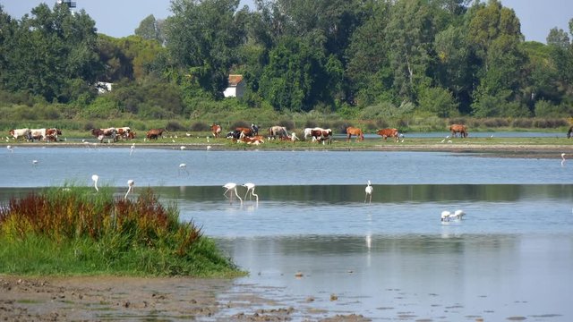 flamands rose, vache et chevaux sur le lac de El Rocio, un village de l'Espagne Andalouse.