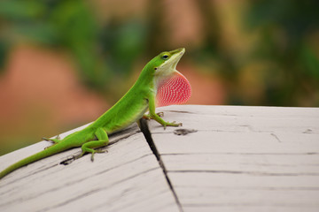 Lizard
