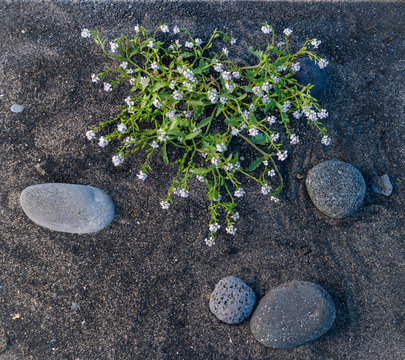 Sea rocket (Cakile edentula) growing on black sand beach on southern shore of the  Snaefellsnes Peninsula in western Iceland.