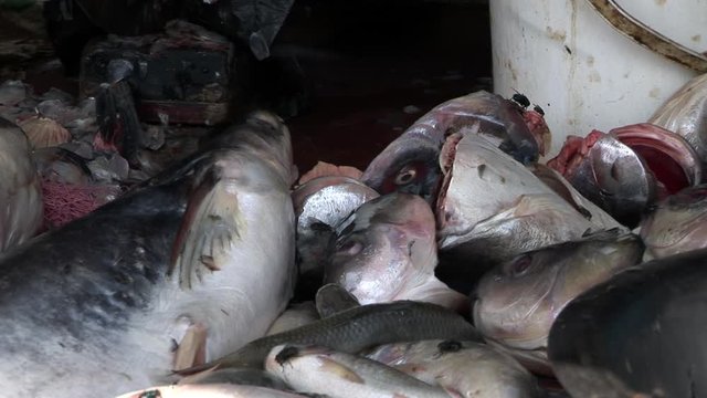 Flies swarm on decapitated Pangasius fresh fish being sold in a wet market.