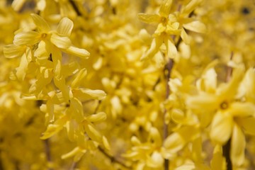 yellow background flower