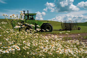 Daisies in bloom with a tractor intentionally blurred in background, with fields of rolling grass hills in The Palouse of Washington State