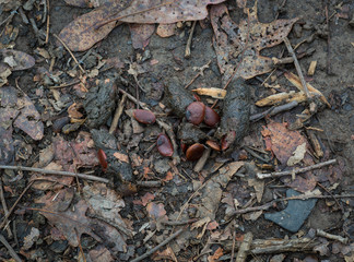 Droppings of wild fox containing seeds of American persimmon tree.