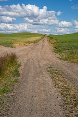 Fototapeta na wymiar Unpaved dirt farm road through the Palouse region of Eastern Washington State on a sunny summer day