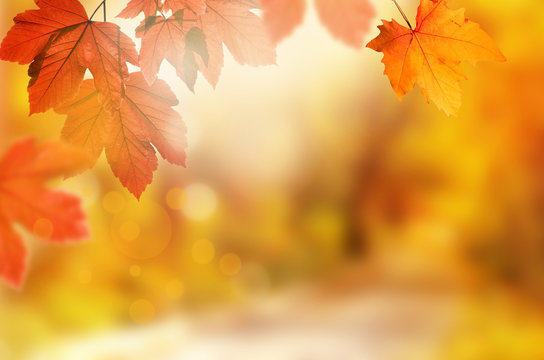 Falling yellow leaves and grass bokeh background with sun beams.