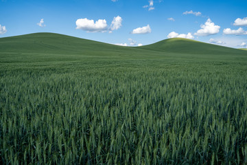 Grains of green wheat as far as the eye can see in the rolling Palouse hills of Washington State