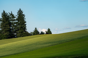 Minimalist Landscape composition of rolling green hills of the Palouse in Washington State, with trees on left side.