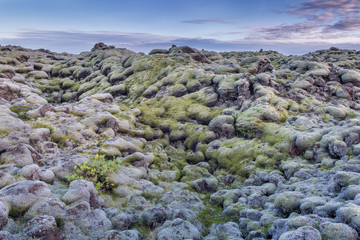 Woolly fringe-moss (Racomitrium lanuginosum) covers a segment of the largest lava flow in recorded...
