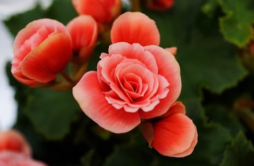 scarlet flower close-up against green leaves 