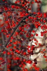 A branch with Cornus Mas fruit