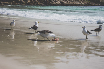 seagull in the beach in Brazil