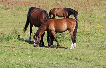 Fototapeta premium Thoroughbred horses graze in a green meadow on the outskirts of the village