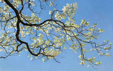 Flowering dogwood (Cornus florida) blooming against blue sky in spring in central Virginia.