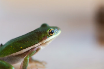 Little Green Frog Sitting in Glass Jar