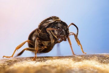 Close-up macro shot of Black Garden Ant. Her Latin name is Lasius niger. This is Queen without wings.
