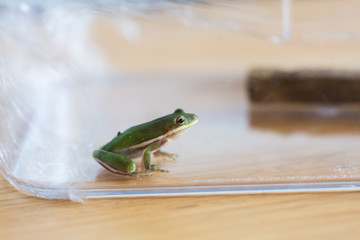 Little Green Frog Sitting in Glass Jar