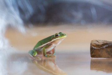 Little Green Frog Sitting in Glass Jar