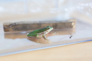 Little Green Frog Sitting in Glass Jar