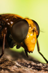 Close-up macro portrait of Hornet Mimic Hoverfly or Hornet Hoverfly, Her Latin name is Volucella Zonaria.