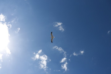 Ave voando em direção ao sol com céu azul e nuvens ao fundo  