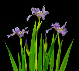 Wild blue iris flowers, flower buds, and leaves