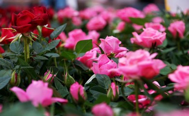 small pink and red roses    