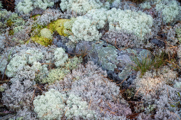 Reindeer lichen and white cushion moss covering the rocky ground of the ancient Canadian Shield geological formation along the Georgian Bay in Ontario, Canada.