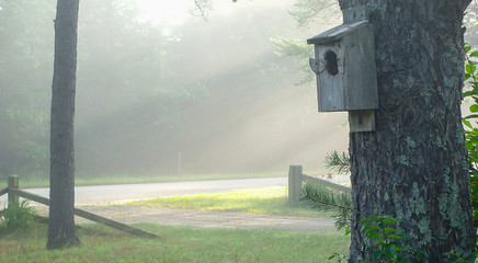Birdhouse on a foggy sunbeam morning