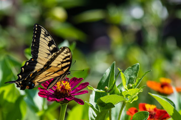 butterfly on a flower