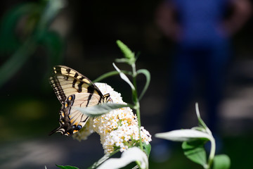 butterfly on flower