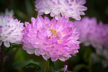 Obraz premium Zinnia flowers, asters and others and butterflies on them. Nature background color.