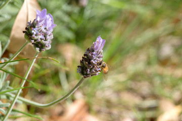 Honeybee in Lavender Flowers 18