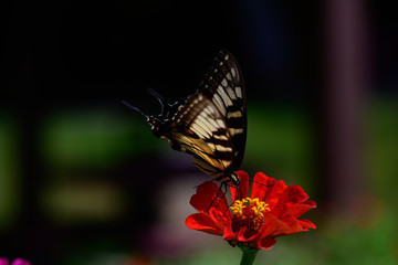 Swallowtail on Zinnia