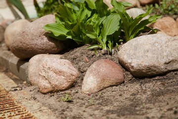 green plant and stones in the garden