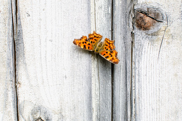 Butterfly on rustic background