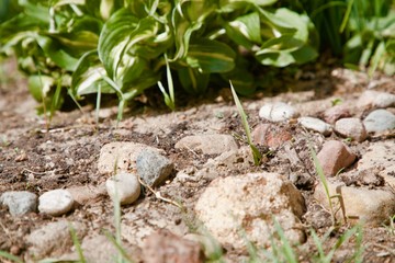 green plant and stones in the garden
