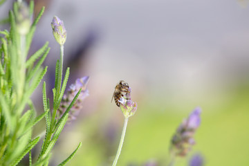 honeybee with lavender flower 3