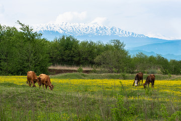 cows grazing on a green meadow with mountains in the background