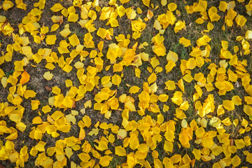 Background from yellow leaves. Autumn photo taken in the forest