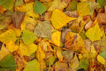 Background from yellow and green leaves. Autumn photo taken in the forest